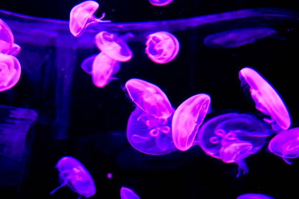 Photo Picture of Some Jellyfish Dangerous Poisonous Medusa