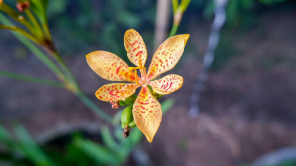 Beautiful blooming Beautiful blooming orange Blackberry lily. belamcanda chinensis stock pictures, royalty-free photos & images