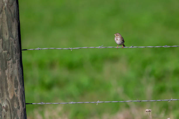 savannah sparrow - passerculus fotografías e imágenes de stock
