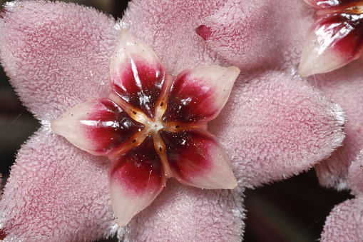 Macro details of a pink fuzzy and glossy Hoya sp. flower.
