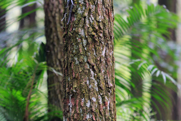istock A grove of pine trees in a pine forest 1283425664