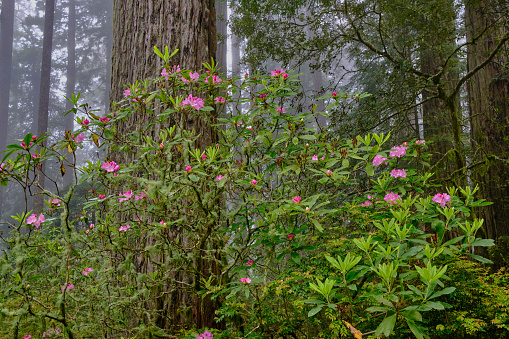 Pretty in pink:  Rhododendrons blooming under Redwoods trees on a foggy day.  Del Norte Coast Redwoods State Park, , CA