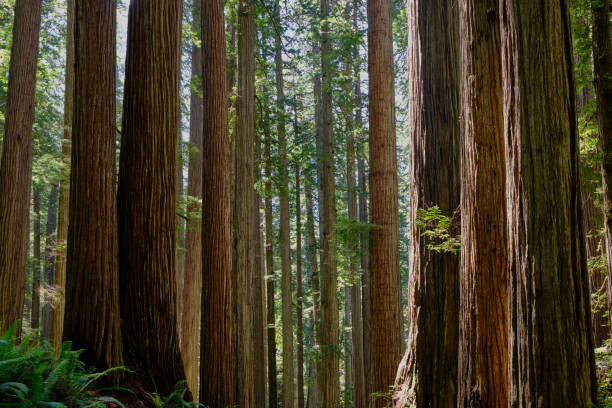 istock Parallel !  Impressive, straight Redwood trunks.  Jedediah Smith Redwoods State Park 1283426322