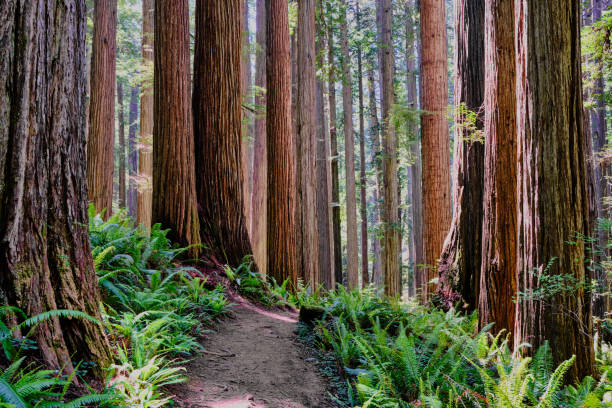 Bright green ferns on forest floor contrast with very tall, thick and straight turnks of California's mighty Redwoods as seen along a hiking trail in the Jedediah Smith Redwoods State Park