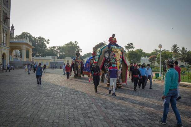 elefantes reais com mahouts voltando para seus estábulos após o carnaval dasara no palácio na cidade de mysuru de karnataka/índia. - architecture asia asian culture bangalore - fotografias e filmes do acervo