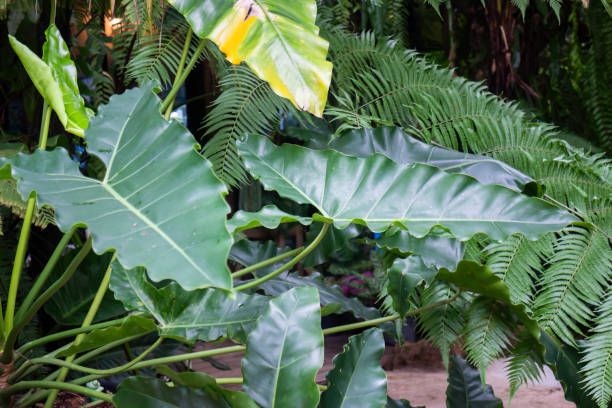 istock Green plants feel fresh surroundings 1283432714