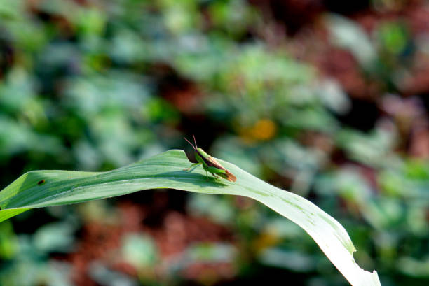 istock green grasshopper, perched backward on sugarcane leaves 1283434400