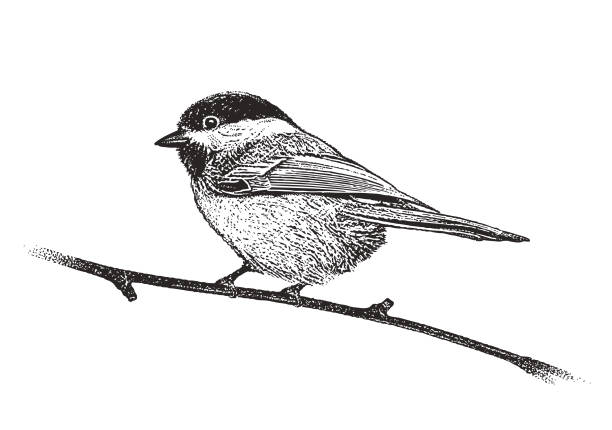 ilustraciones, imágenes clip art, dibujos animados e iconos de stock de chickadee - tit