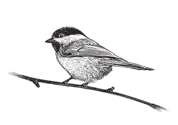 Vector illustration of Chickadee