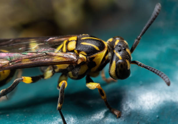istock Macro Photo of Wasp on Turquoise Floor 1283434566