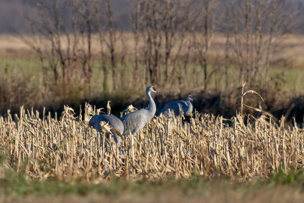 istock The sandhill cranes on the field 1283436316