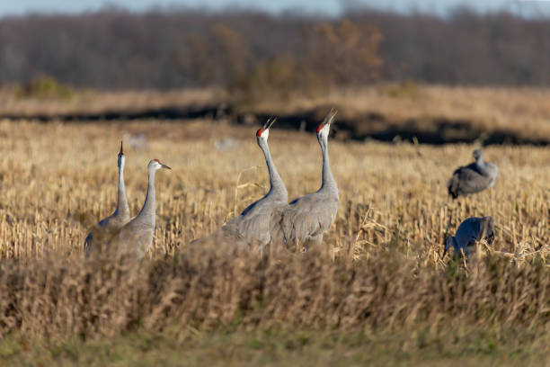 istock The sandhill cranes on the field 1283436380