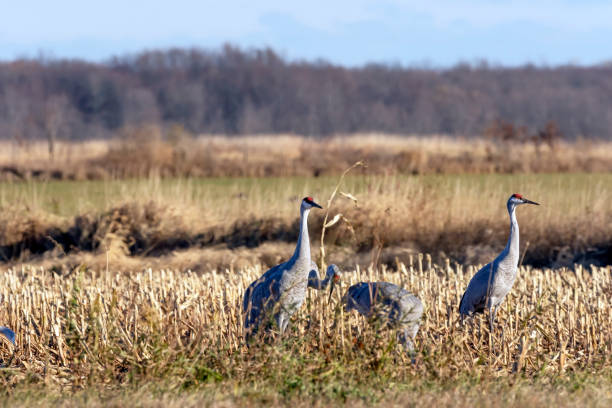 istock The sandhill cranes on the field 1283436924