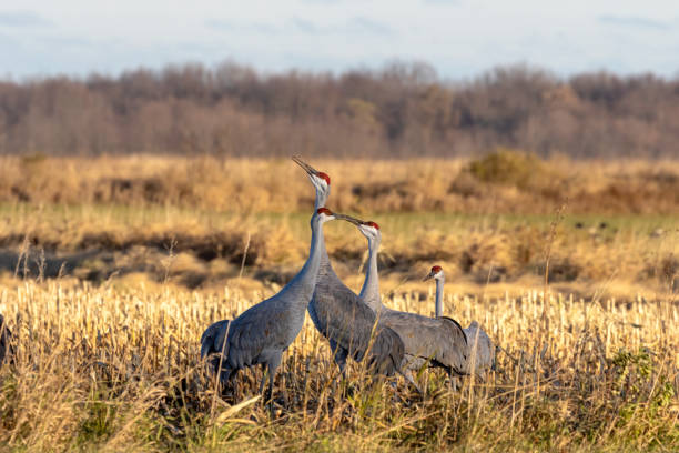 istock The sandhill cranes on the field 1283436932