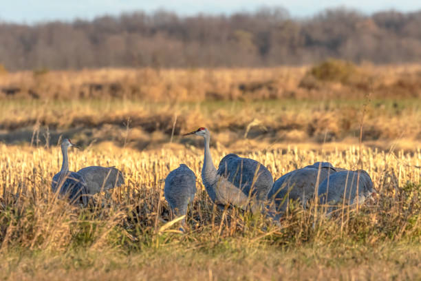 istock The sandhill cranes on the field 1283436933