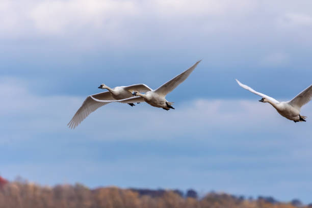 Natural scene from Wisconsin conservation area