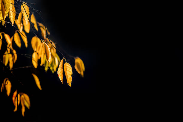 istock Multicolored autumn leaves on a blurred gray background with sunbeams. Autumn background 1283440601