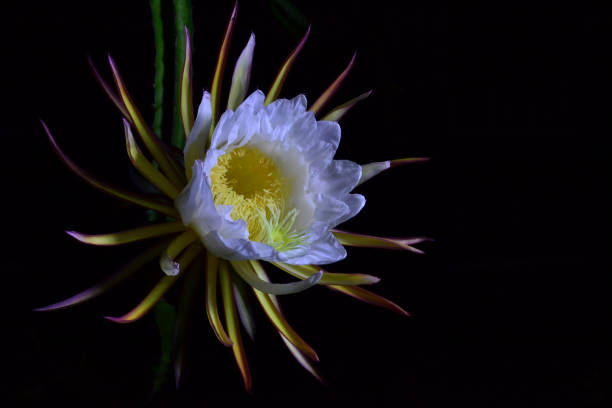 Beautiful Dragon Fruit Flower (Pitaya) on the backyard, blooming at night The beauty of dragon fruit flower (pitaya) in white and yellow. Taken with additional light. dragon fruit flower stock pictures, royalty-free photos & images