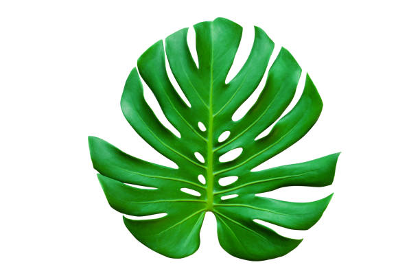 istock Tropical Monstera leaf isolated on white background 1283443193
