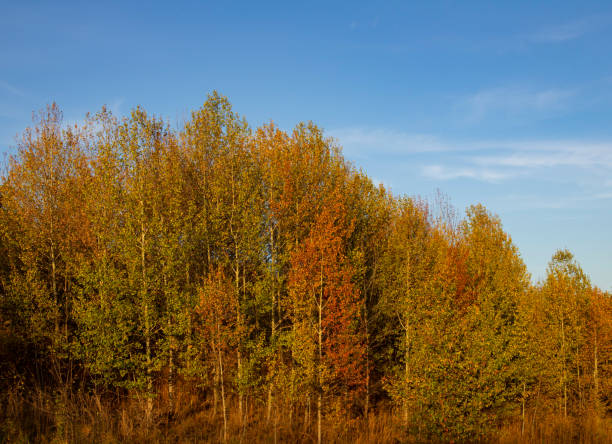 istock Golden autumn forest and blue sky 1283443257