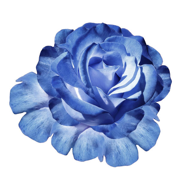Rose Light Blue Flower On White Isolated Background With Clipping