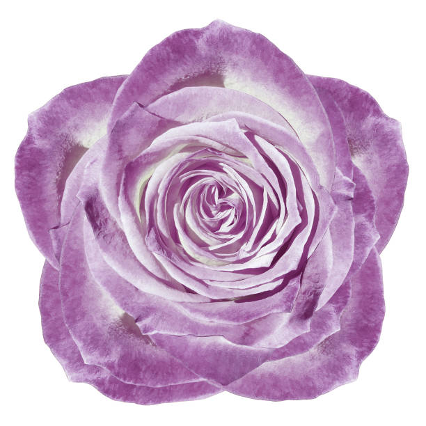 istock violet  Mallow flower on a white isolated background with clipping path.  On the petals with raindrops. For design.  Closeup.  Nature. 1283446579