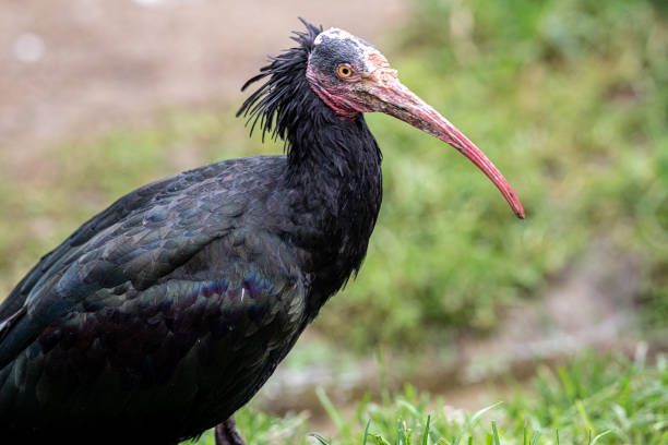 istock Northern soon Ibis portrait 1283446619