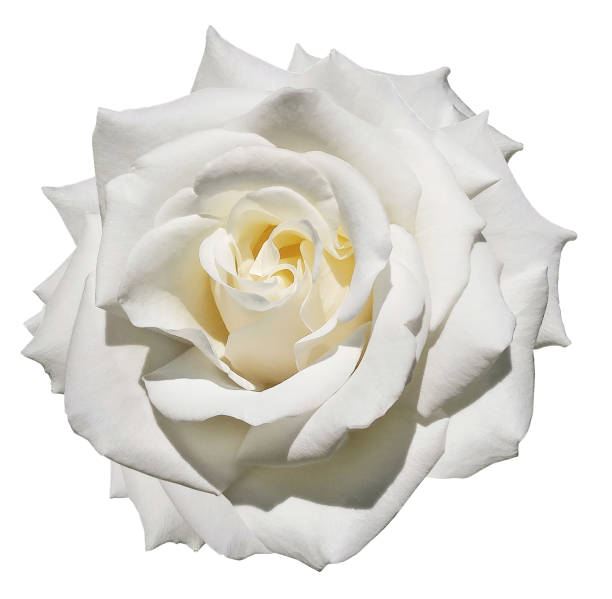 istock White rose flower. Flower isolated on  a white background. No shadows with clipping path. Close-up. Nature. 1283446758