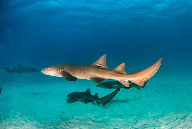 istock Nurse shark at the Bahamas 1283446995