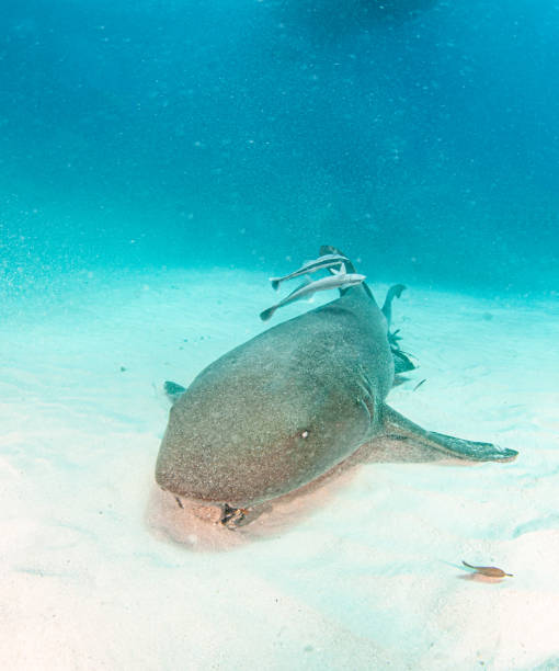 istock Nurse shark at the Bahamas 1283447035