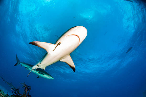 istock Caribbean reef shark at the Bahamas 1283447790