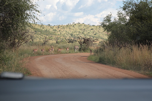 View of a zebra and group of female impalas walking along the road seen from car front window during Spring in  Pilanesberg National Park, South Africa