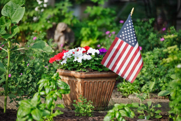 istock Patriotic Petunia Plants 1283448502