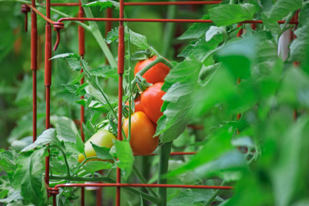 plum tomatoes ripening on the vine - tomatoes on vine fotografías e imágenes de stock