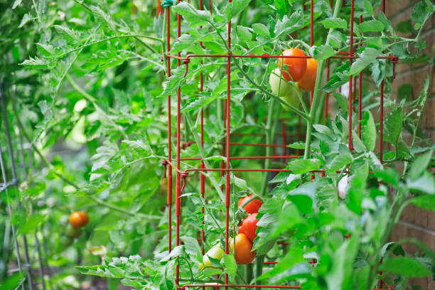 Plum Tomatoes Ripening on the Vine Roma tomatoes growing in tomato cages ripening on the vine in an organic home kitchen garden tomato cages stock pictures, royalty-free photos & images