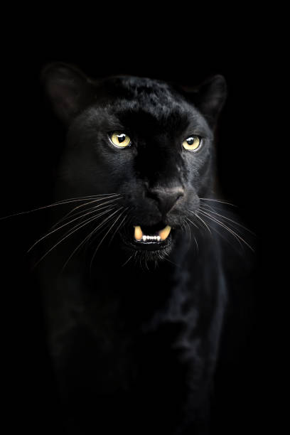 istock Portrait of black Leopard 1283449431
