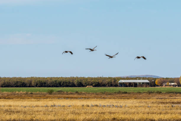 istock A large Sandhill Cranes in Bisbee, Arizona 1283449494