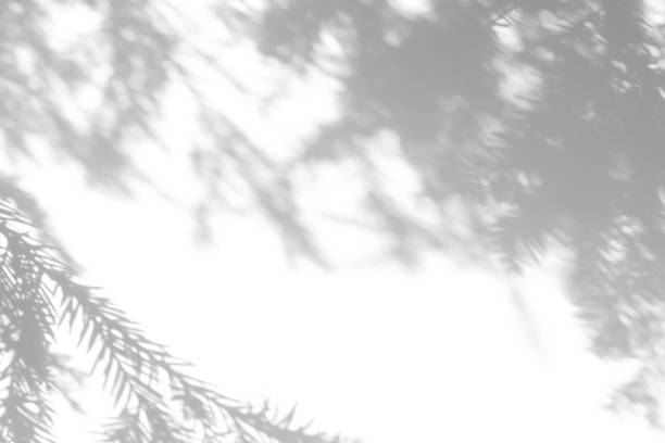 istock shadows of fir tree branches on a white wall 1283451434