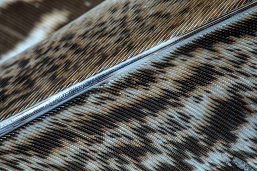 Background Image of a tawny feather