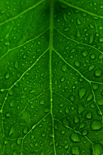 istock Background Image of drops on a green leaf 1283452566