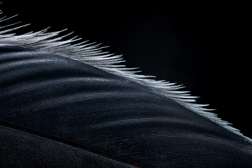 White Swan Feather on soil