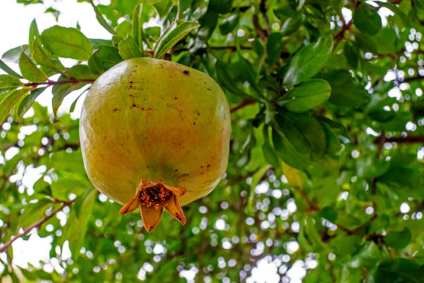 istock close up pomegranate tree and fruits in nature 1283456315