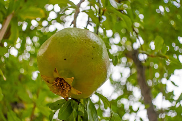 istock close up pomegranate tree and fruits in nature 1283456413