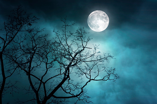 Spooky night forest with moon and moonlight, misty foggy forest
