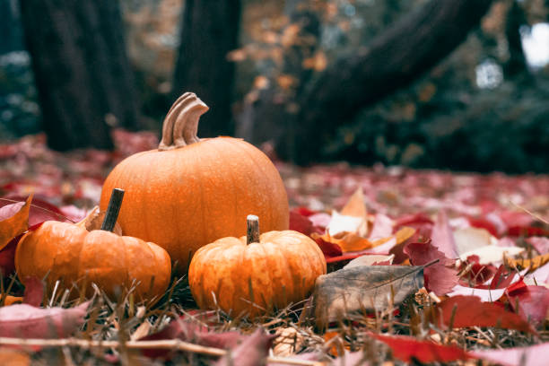 Pumpkins on autumn leaves - Wide angle stock photo