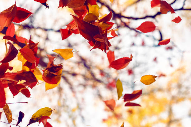 istock A group of falling autumn leaves from a tree 1283458864