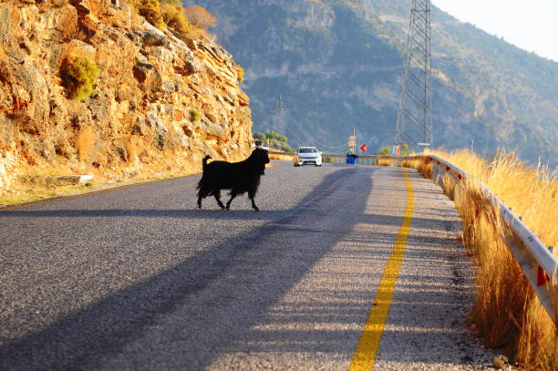 Black goat crossing the road in Turkey