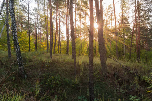 istock Section of deciduous and coniferous autumn forest backlit by sunlight 1283459100