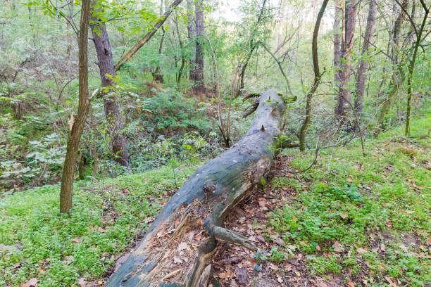 istock Partly decayed trunk of fallen tree in the forest 1283459757