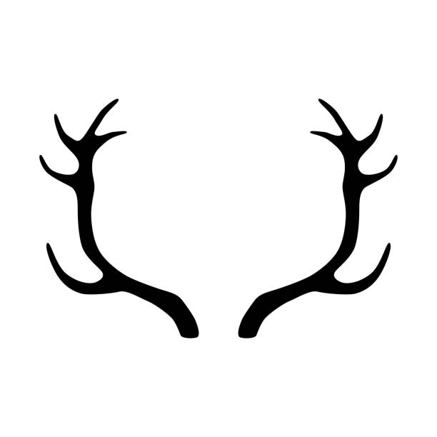Deer antlers silhouette isolated on white background. Horns icon Deer antlers silhouette isolated on white background. Horns icon how to draw a moose drawing stock illustrations